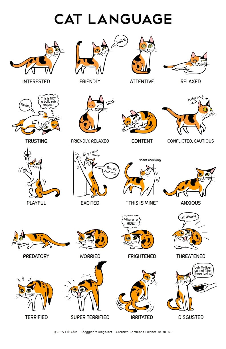 Introducing cats and dogs pets for life billinudgel animal shelter