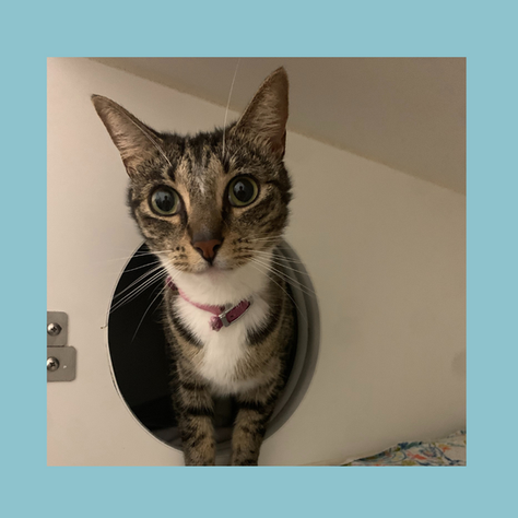 What are Special Needs Pets?