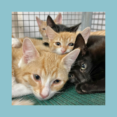 Why is Spring known as "Kitten Season"?