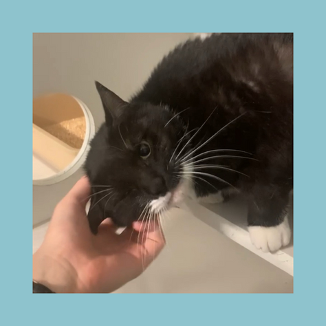 Why You Should Adopt a Senior Pet