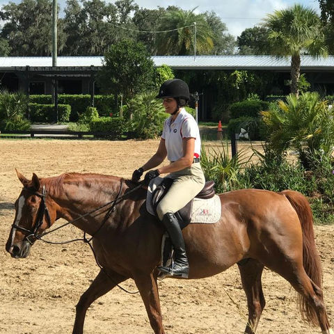 amanda wavell dvm jacksonville