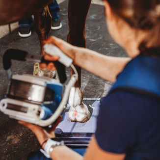 digital radiographs, x-rays