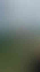 Le Rocher du Lion : singe