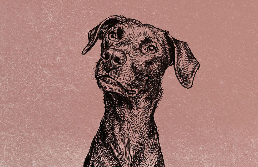 Zeichnung Hundekopf