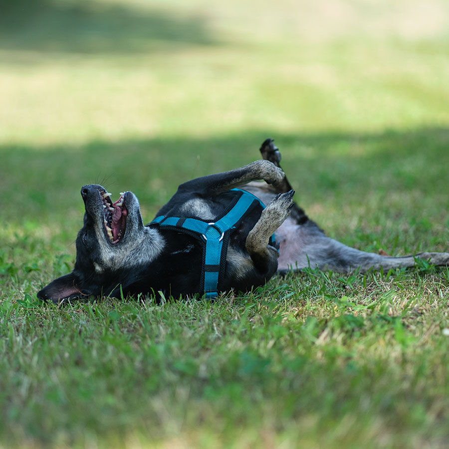 Ein schwarzer Hund wälzt sich im Gras und sieht dabei sehr zufrieden aus.