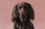 Zeichnung Hund Flat Coated Retriever