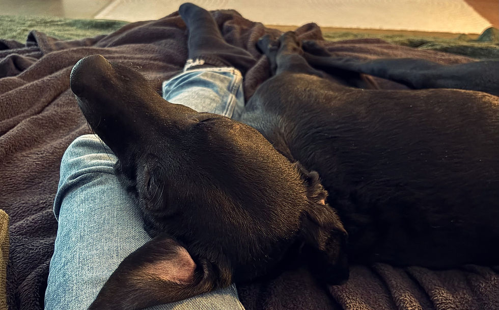 Ein Hund schläft auf dem Bein seines Menschen