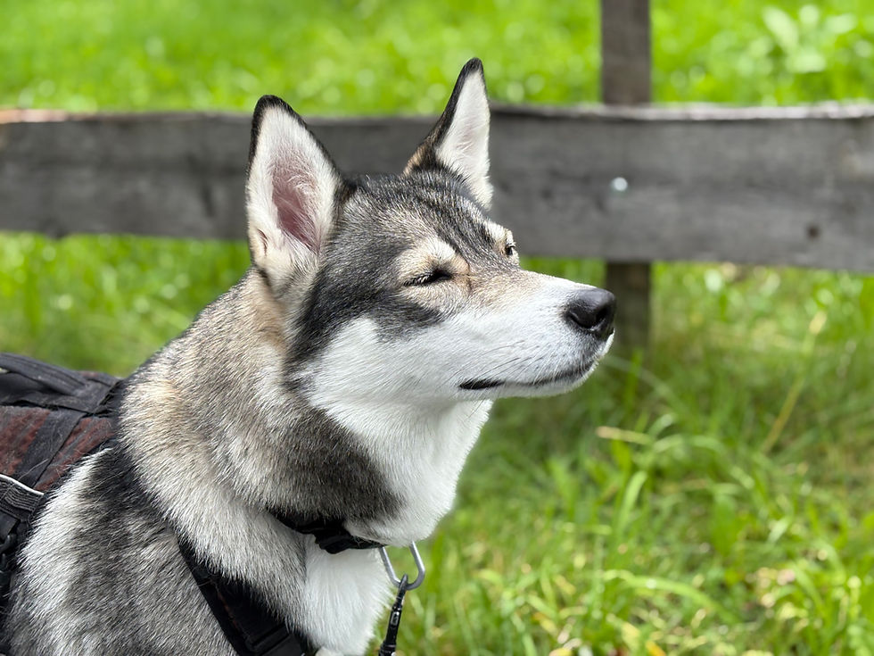 Husky blickt zur Seite und schnüffelt