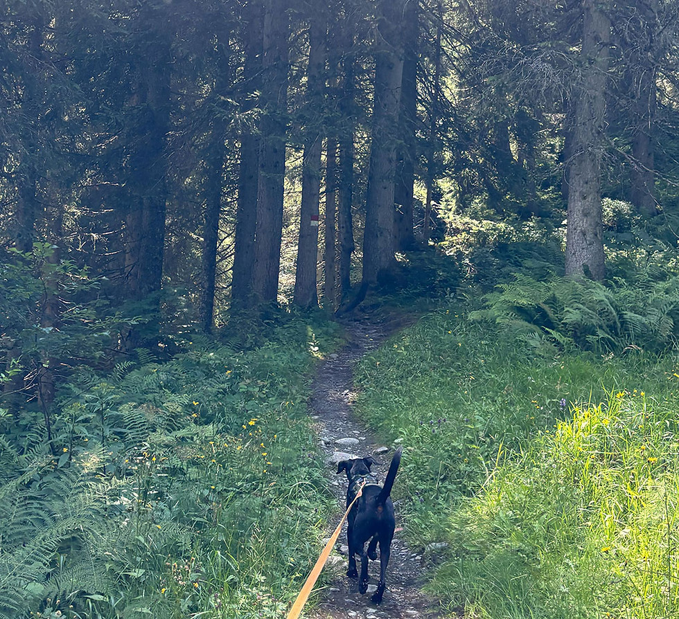 Ein Wald mit hohen Bäumen und einem schmalen Weg, auf dem ein schwarzer Hund an einer langen Leine läuft.