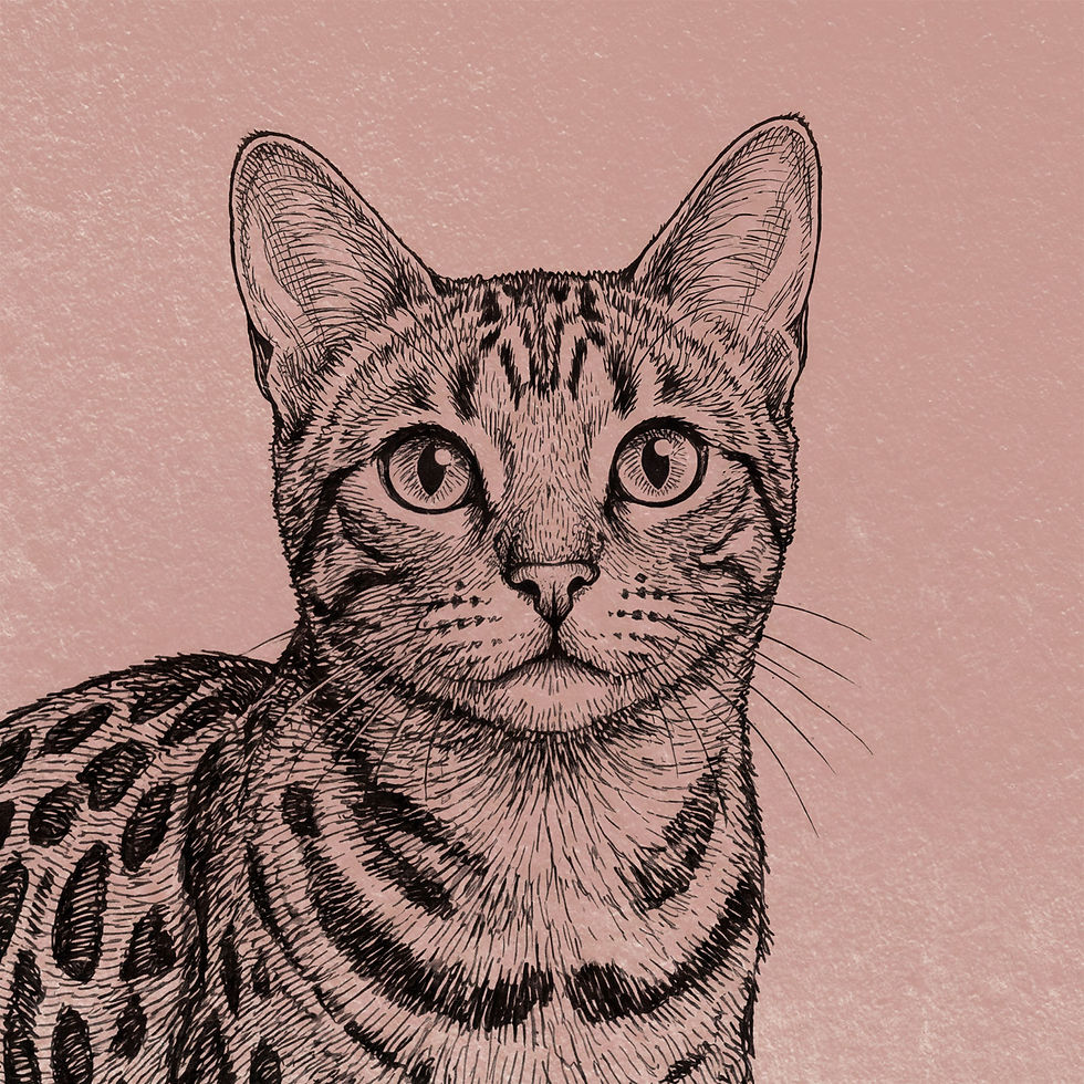 Zeichnung Kopf einer getigerten Katze