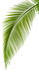 kisspng-arecaceae-leaf-photography-palm-