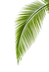kisspng-arecaceae-leaf-photography-palm-