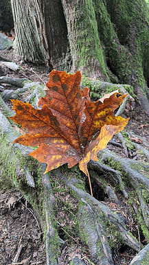 PXL_20241005_215817586.jpg