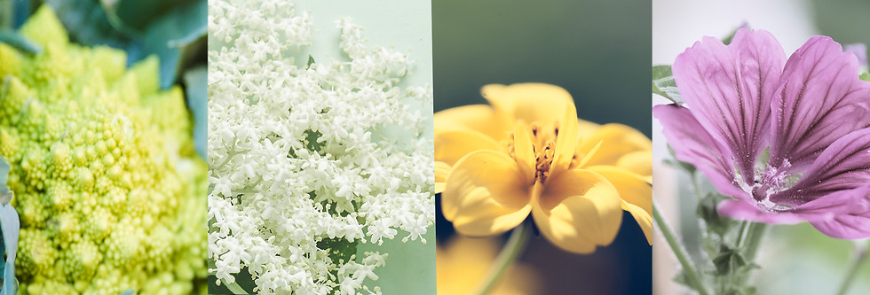 cream flower.jpg