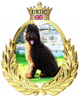 Labradoodle puppies for sale