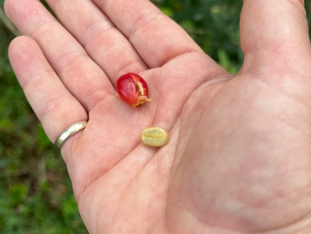 The Dawn of the Rainforest Club Coffee Brand