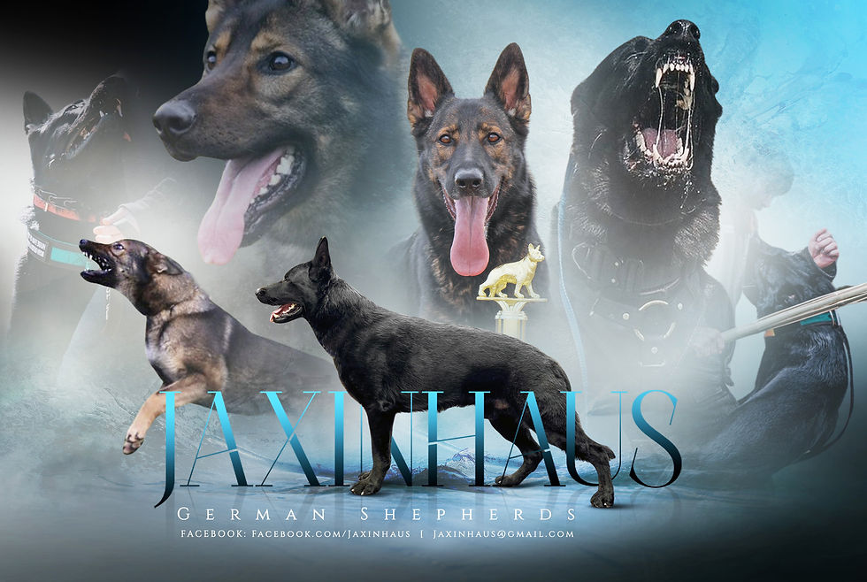 JAX-KENNEL AD-2.jpg