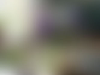 Spring Forward: Embracing Longer Light and Fresh Beginnings