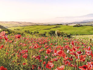 Golden light over vibrant red poppy fields rolling across the Tuscan countryside, with soft green hills and distant mountains fading into the horizon at sunset. A quiet, timeless landscape capturing the beauty of slow living and the simplicity of rural Italy.