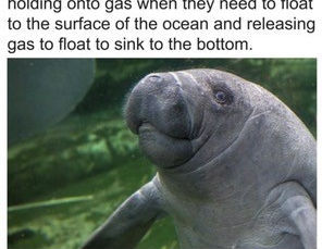 Interview: Minky Stapleton talks about Bubbles the Zooting, Tooting Manatee