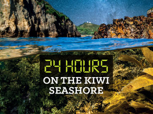 24 Hours on the Kiwi Seashore by Gillian and Darryl Torckler