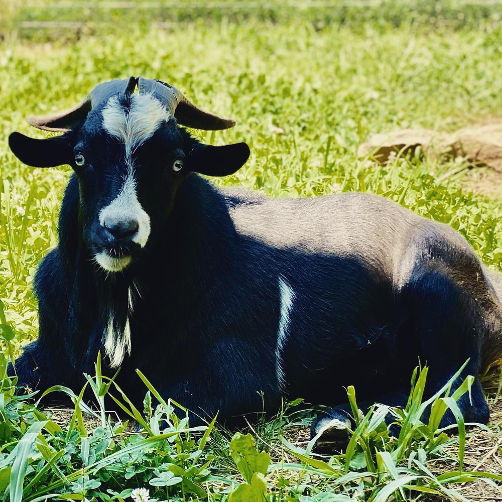 Urinary Calculi in goats