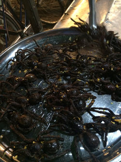 Siem Reap, Pub Street, spiders
