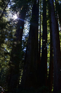 California Redwoods