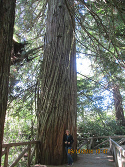 Redwood trees