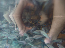 Siem Reap, fish pedicures