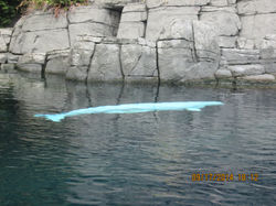 Vancouver Aquarium - beluga whale