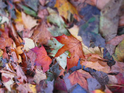 fall leaves