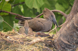 Birds making their nest