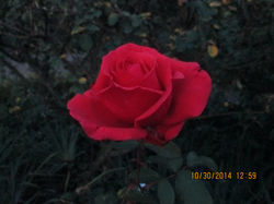 Hyde Park rose gardens