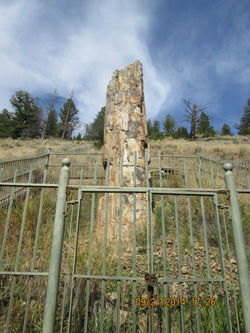 Petrified tree