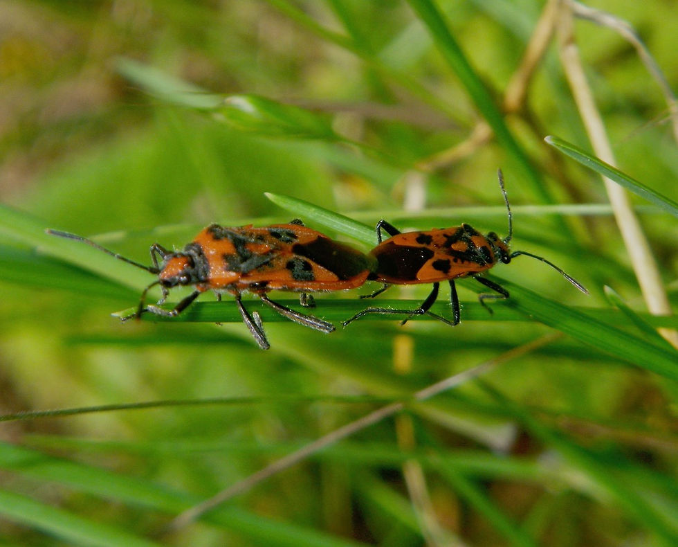 Zimtwanze