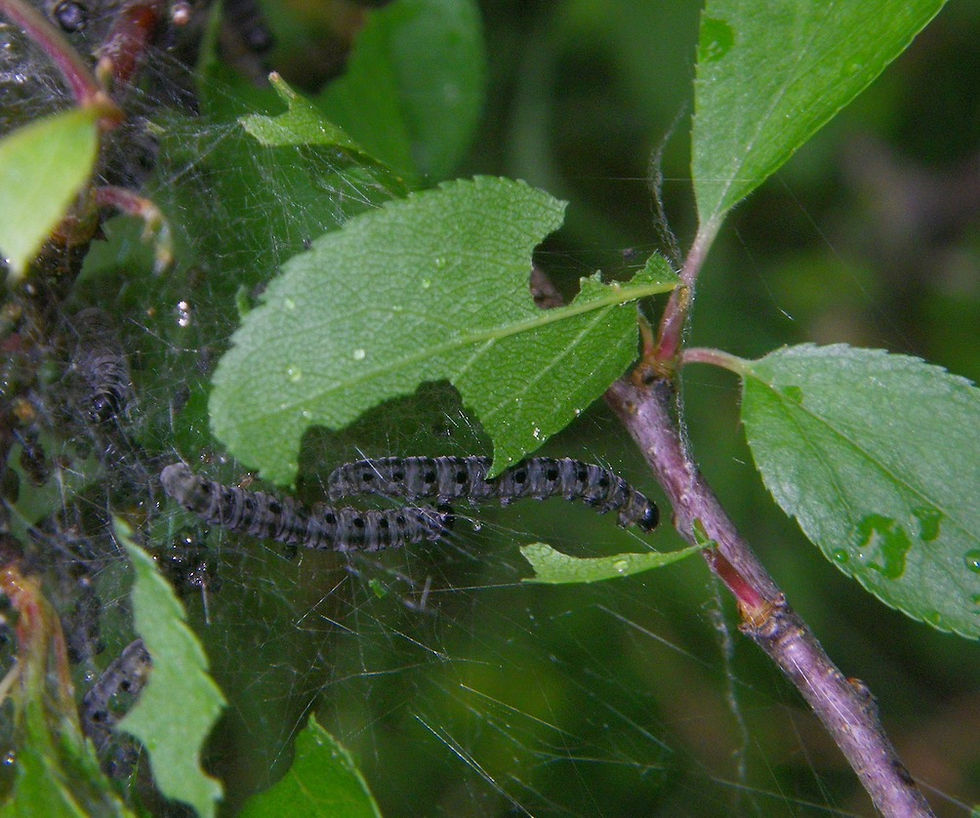 Yponomeuta rorrella?