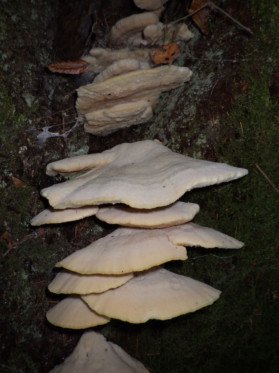 Nordischer Porling