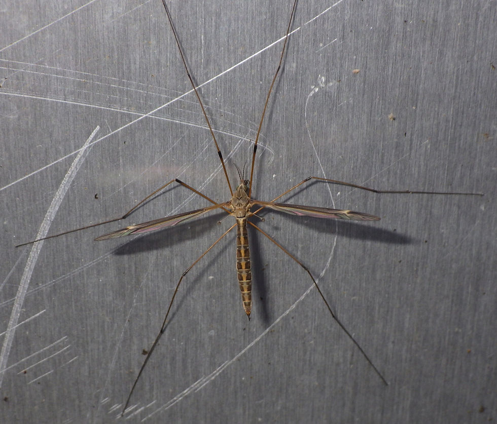 Tipula lateralis