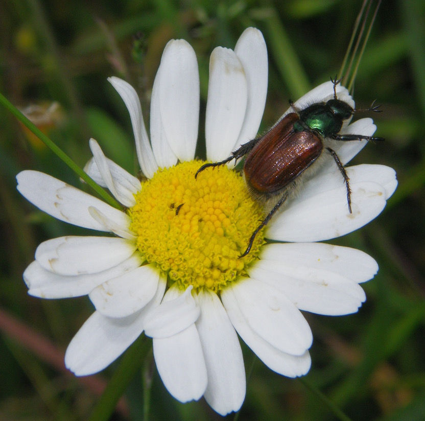 Gartenlaubkäfer