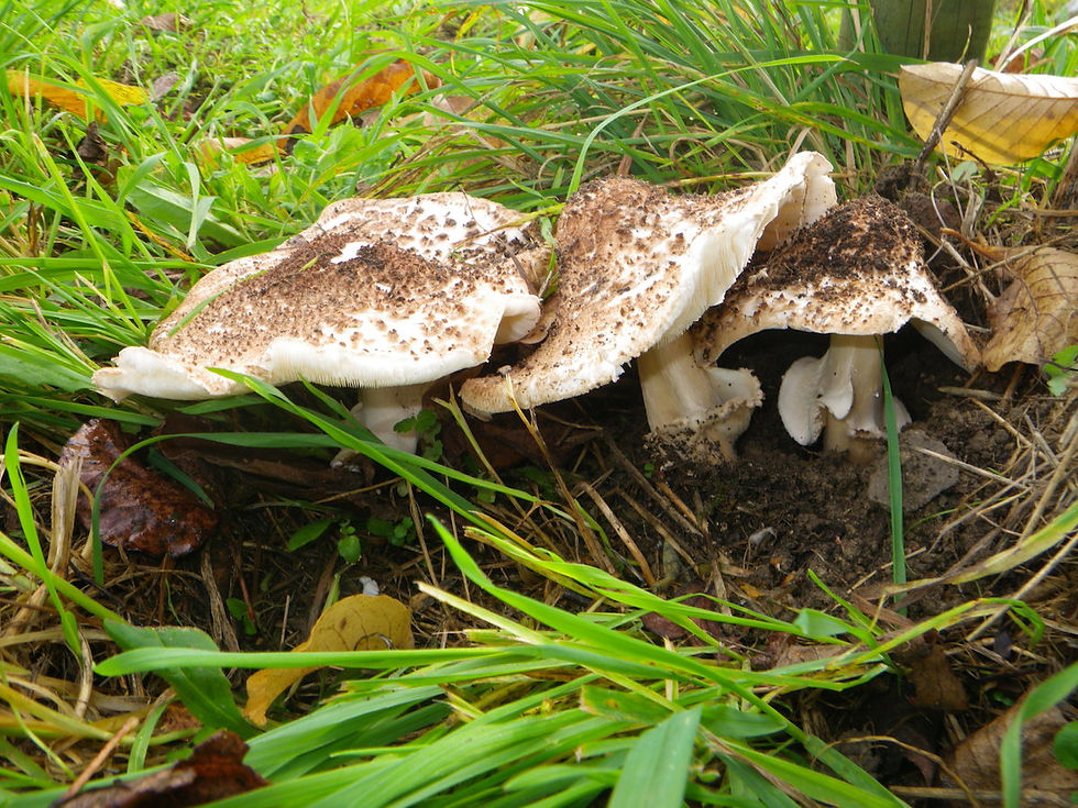 Spitzschuppiger Stachelschirmling