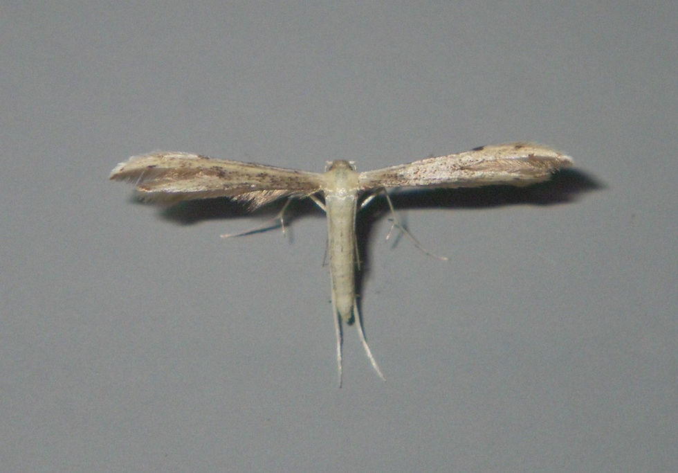 Adaina microdactyla