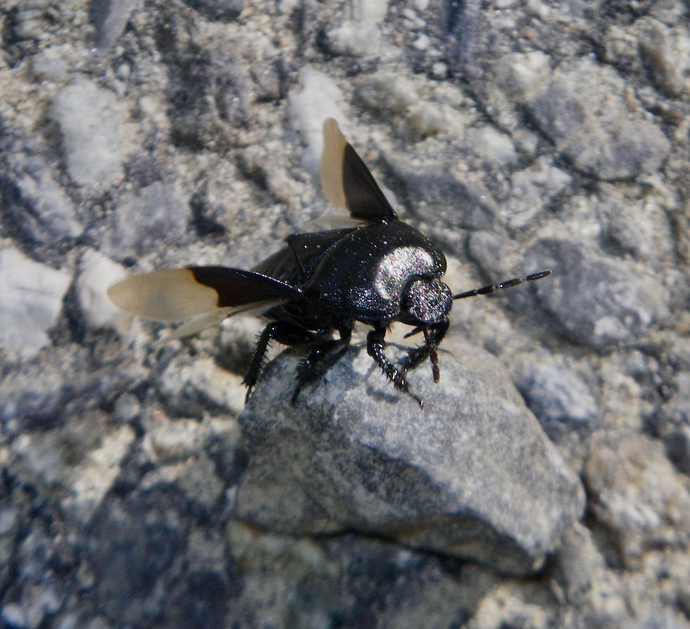 Erdwanze Cydnus aterrimus