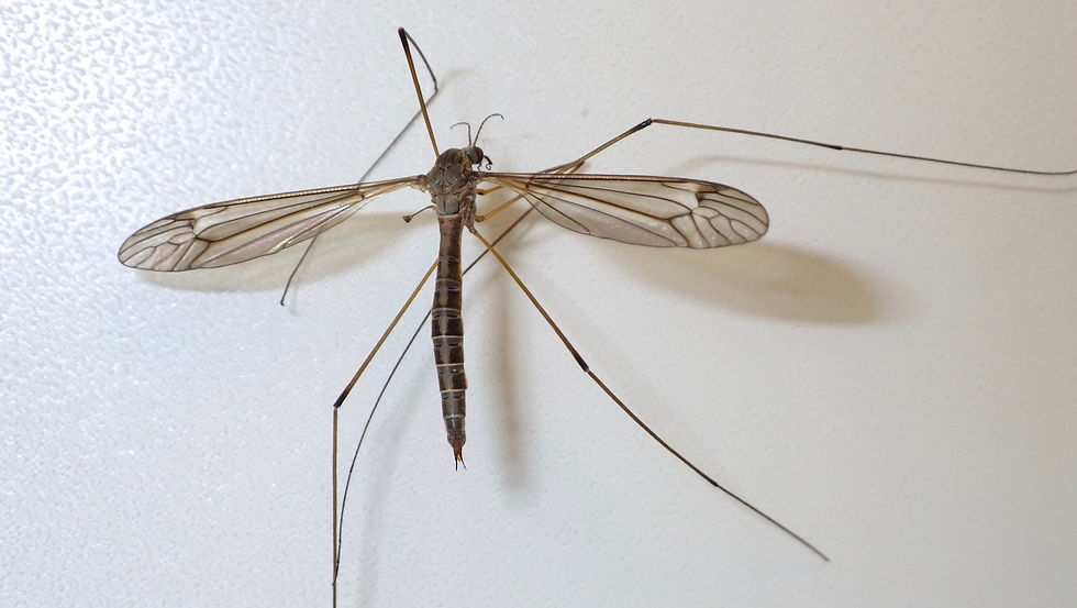 Tipula lateralis