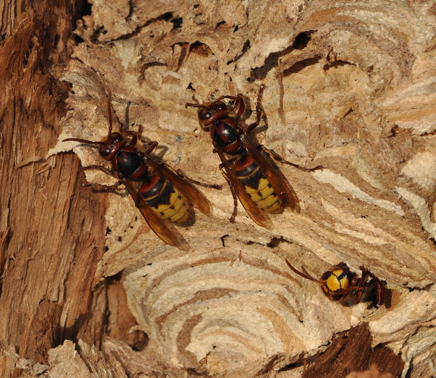 Hornissen Nest