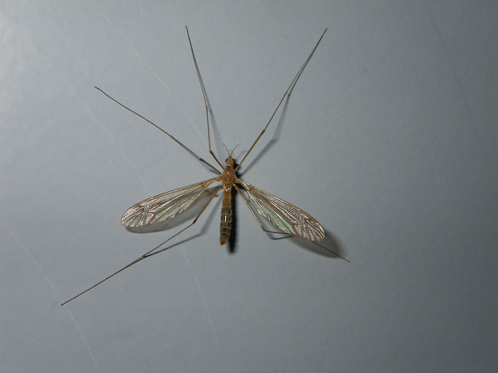 Tipula lunata