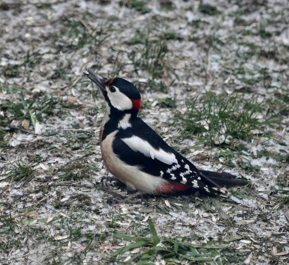 Buntspecht Picoides major