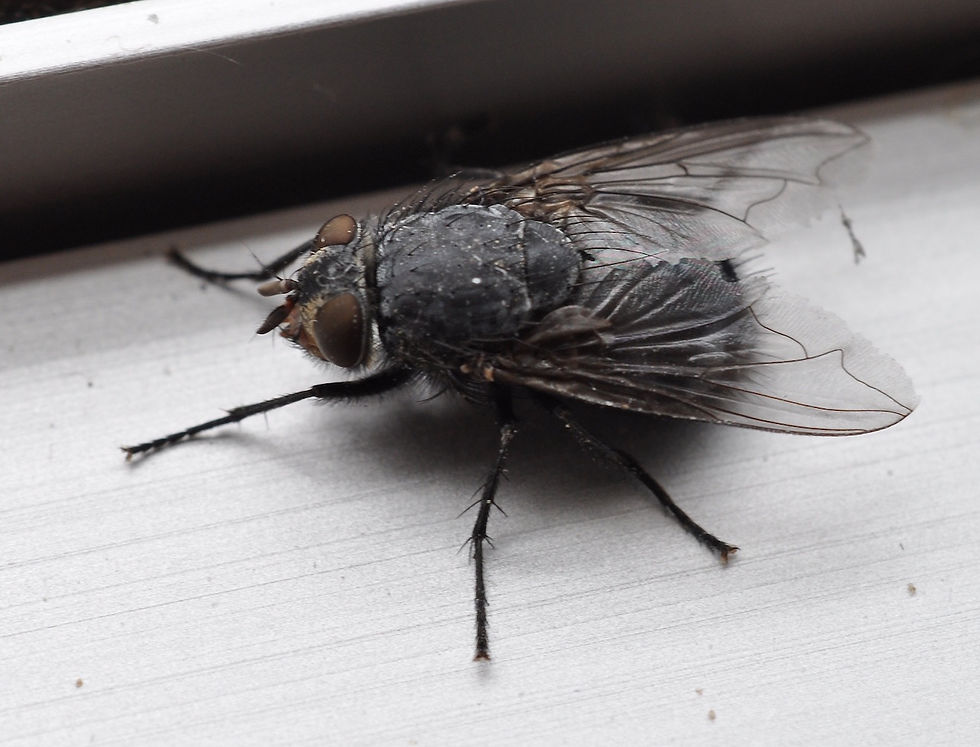 grosse schwarze Schmeissfliege