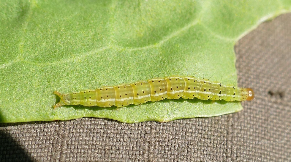 Ypsolopha sylvella