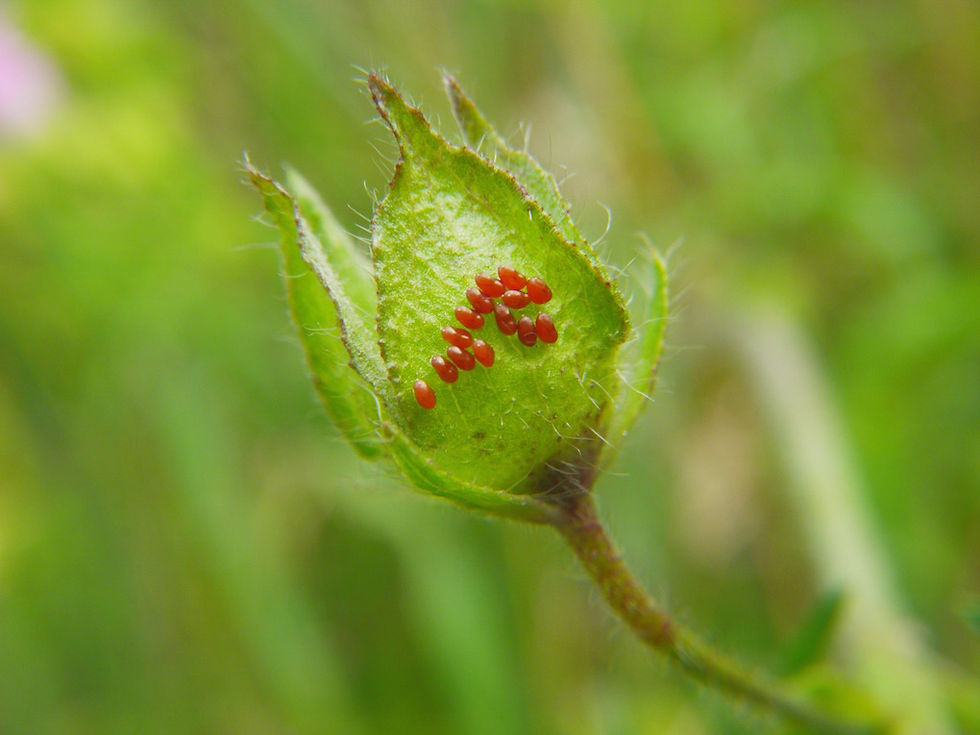 Liorhyssus hyalinus
